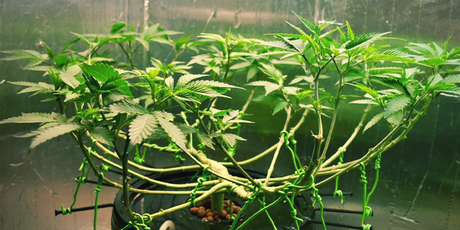 Diagrama paso a paso del proceso LST mostrando la evolución de la planta